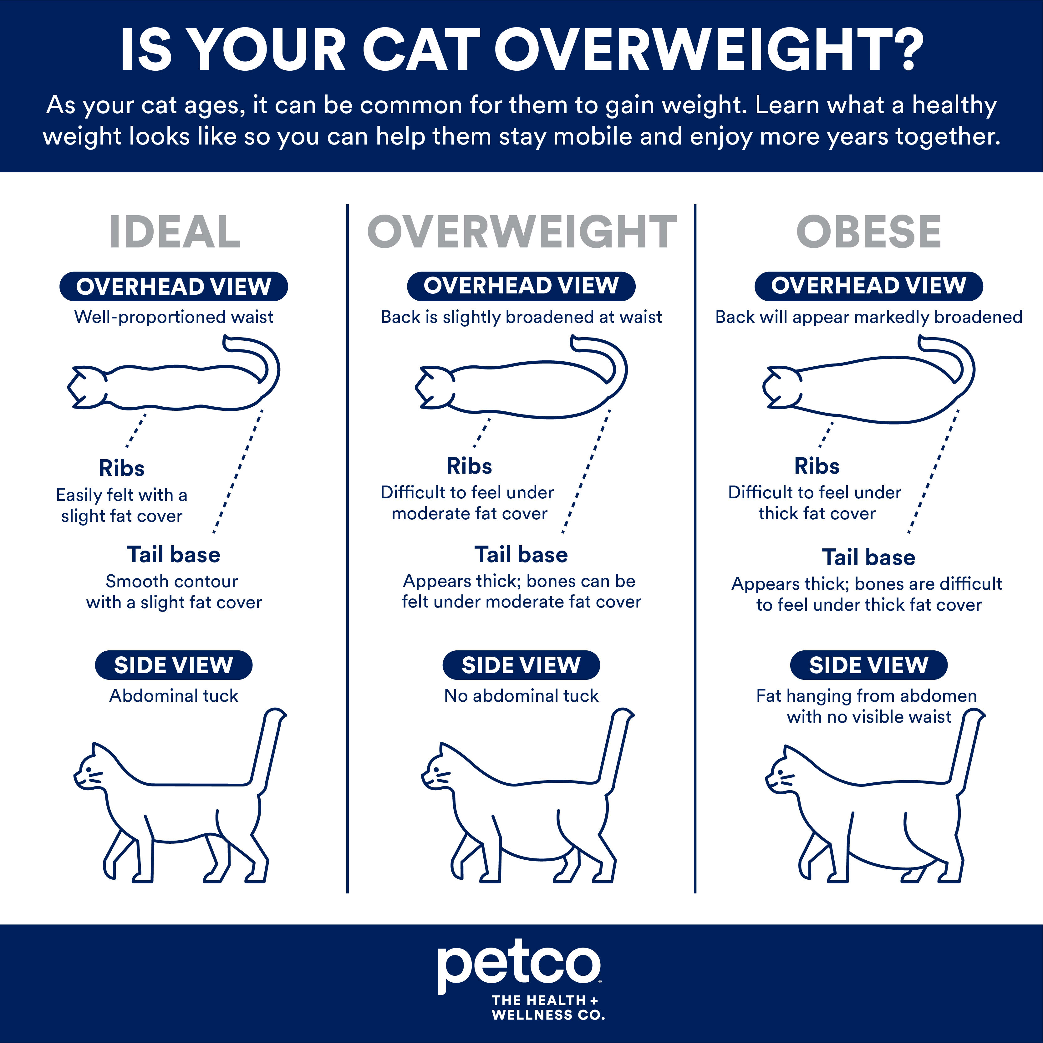 Why Obesity Happens In Old Cats and How to Combat it Petco